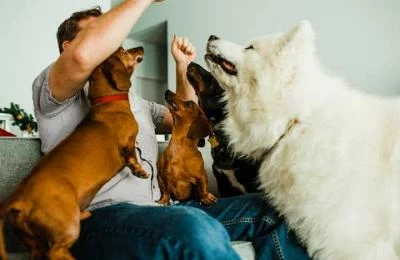 7 Most Effective Ways to Train Puppy to Stop Biting
