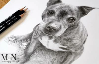 7 Helpful Tips for Drawing Dogs