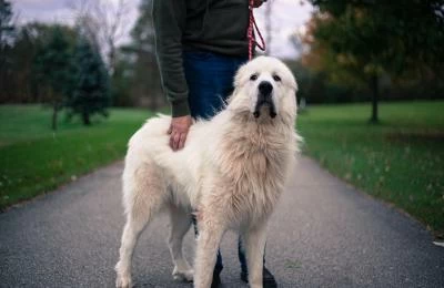 7 Things You should be Aware of Before Owning a Large Dog