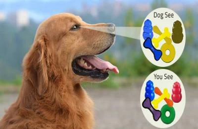 Does Your Dog See the Same Colors as You?