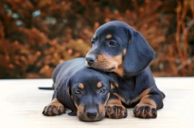 10 Things You Must Be Aware of When Keeping A Sausage Dog As Pet