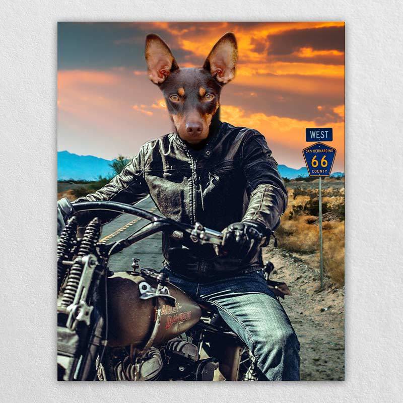 Motorcycle Rider Funny Cat Portraits Vogue Dog Portrait