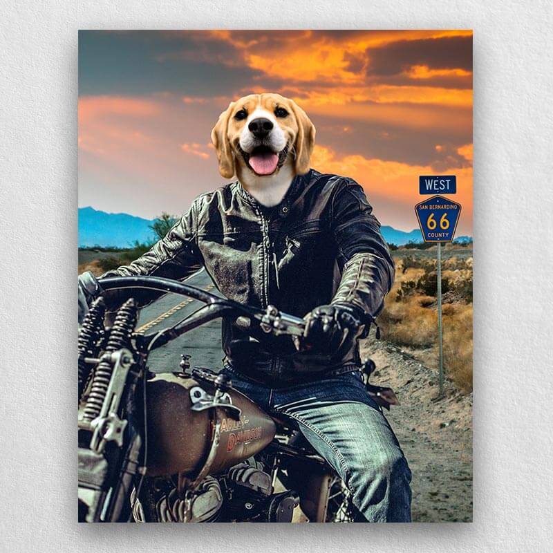 Motorcycle Rider Funny Cat Portraits Vogue Dog Portrait