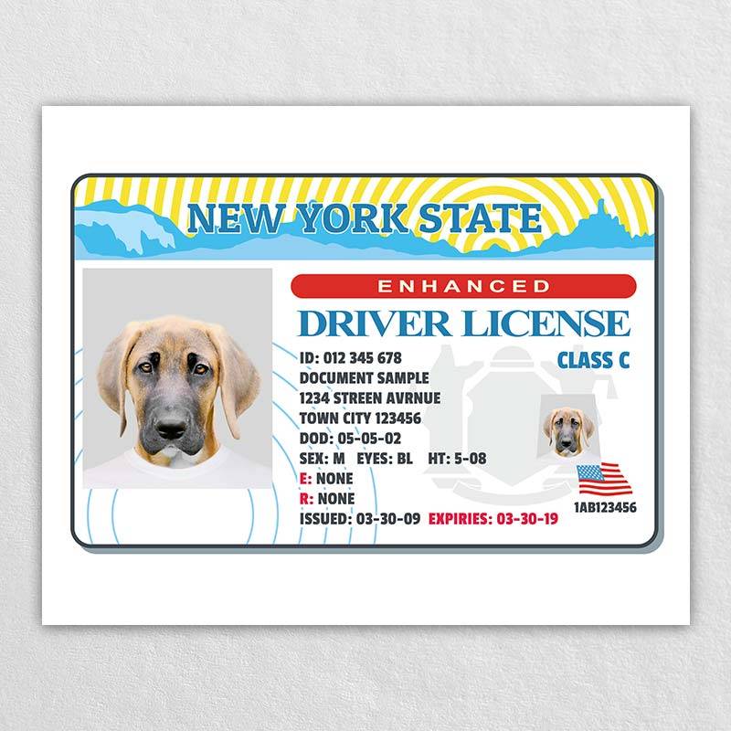 Pet Identification Card Custom Pet Tags