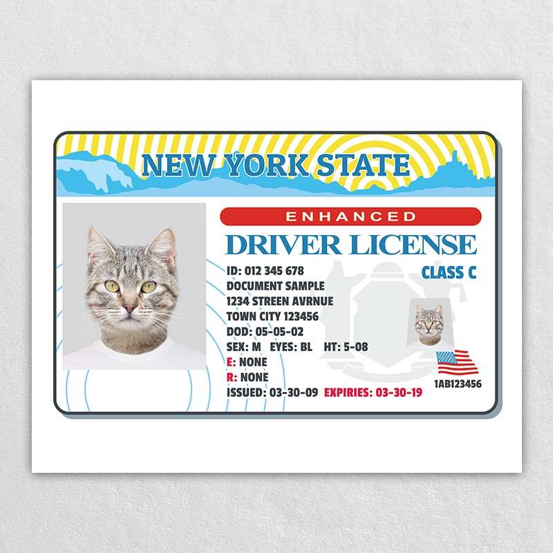 Pet Identification Card Custom Pet Tags