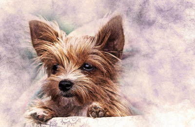 How to Make an Exclusive Handmade Pet Portrait?
