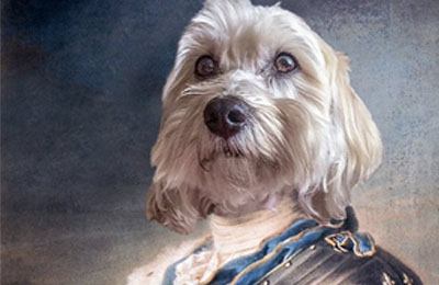12 Ways to Turn Your Lovely Pet into a Work of Art