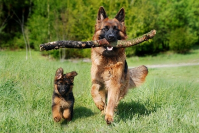 Why is a German Shepherd Right for Your Family