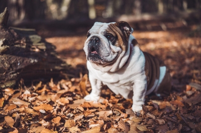 Everything You Need to Know Before Owning a Bulldog