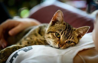 Do Cats Love Their Owners?