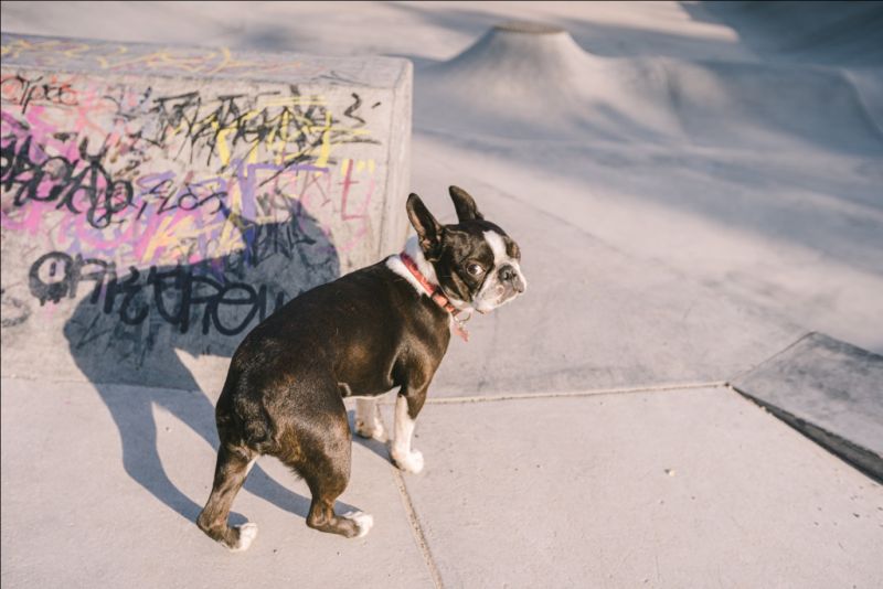 boston terrier dog portrait painting