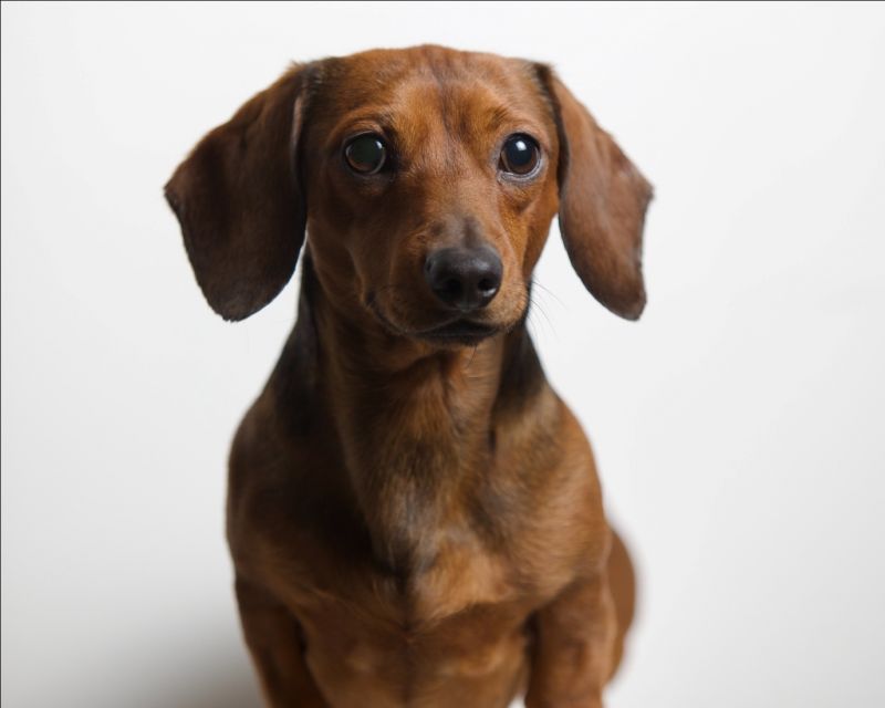 dachshund dog portrait painting