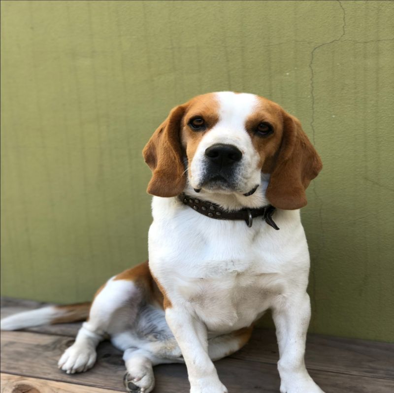 beagle dog portrait painting