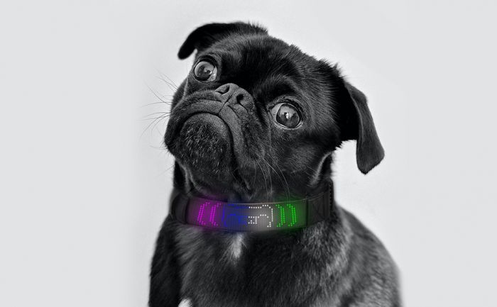digital led light up dog collar